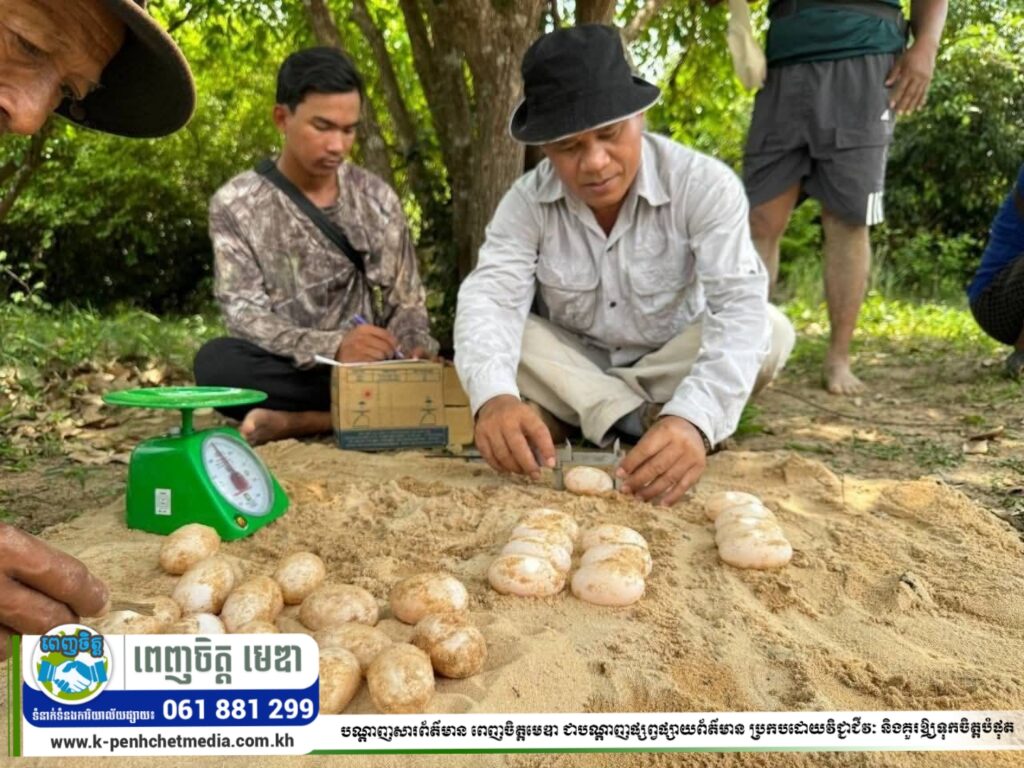 ពងអណ្តើកហ្លួងចំនួន២៥គ្រាប់ត្រូវបានរកឃើញនៅឆ្នេរខ្សាច់នៃព្រែកកំពង់លើ ក្នុងប្រព័ន្ធព្រែកស្រែអំបិល ខេត្តកោះកុង