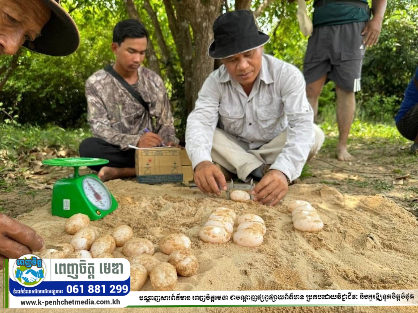 ពងអណ្តើកហ្លួងចំនួន២៥គ្រាប់ត្រូវបានរកឃើញនៅឆ្នេរខ្សាច់នៃព្រែកកំពង់លើ ក្នុងប្រព័ន្ធព្រែកស្រែអំបិល ខេត្តកោះកុង ពងអណ្តើកហ្លួងចំនួន២៥គ្រាប់ត្រូវបានរកឃើញនៅឆ្នេរខ្សាច់នៃព្រែកកំពង់លើ ក្នុងប្រព័ន្ធព្រែកស្រែអំបិល ខេត្តកោះកុង